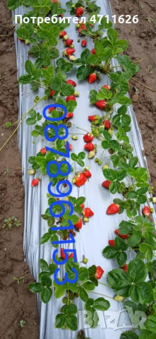 Разсад ягоди и малини , снимка 10 - Разсади - 53133393