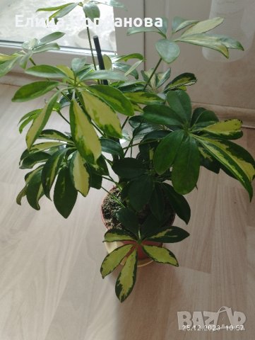 Пъстра шефлера, снимка 2 - Стайни растения - 43541911