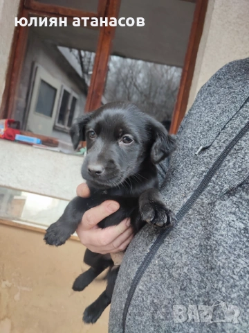 Подарявам кутре, снимка 3 - Други - 53301967