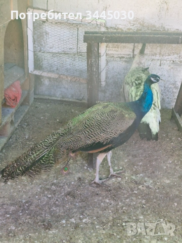 Продавам мъжки паун 