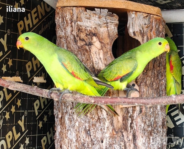 продавам различни видове папагали, снимка 16 - Папагали - 52450832