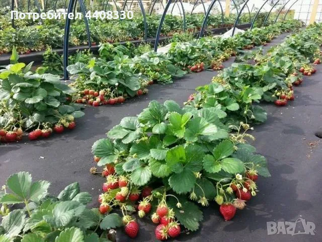 Prodavam celogodishen sort qgodi sort Florida, снимка 4 - Разсади - 49428933