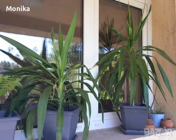 Слонска Юка - различни размери, снимка 3 - Градински цветя и растения - 51317122