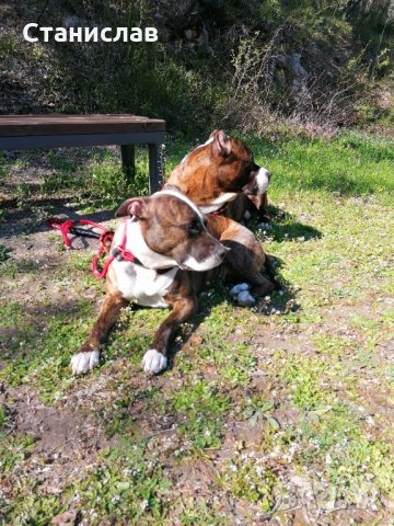 Тигров питбул за разплод ... , снимка 15 - Питбул - 31691648