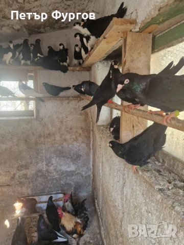 продавам черни донеци, снимка 3 - Гълъби - 53522941