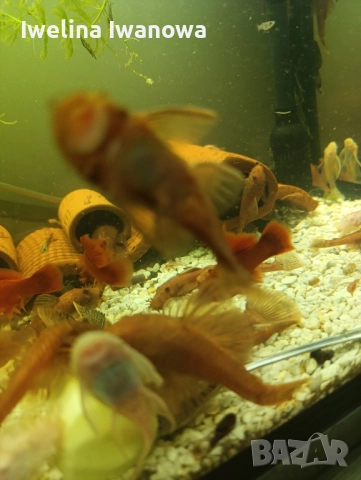 Продавам анциструси, снимка 3 - Рибки - 52562134