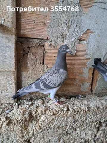 Продавам спортни гълъби , снимка 6 - Гълъби - 50497845
