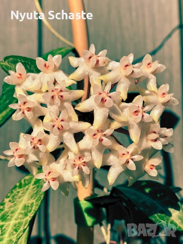 Хоя .Hoya "Elliptica Splash" Pinterest