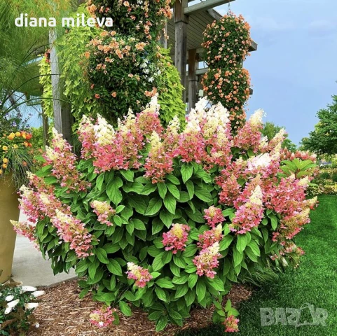 Хортензия паникулата Пинки Уинки, Hydrangea paniculata Pinky Winky, снимка 1