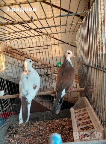 Сенигалски мутация