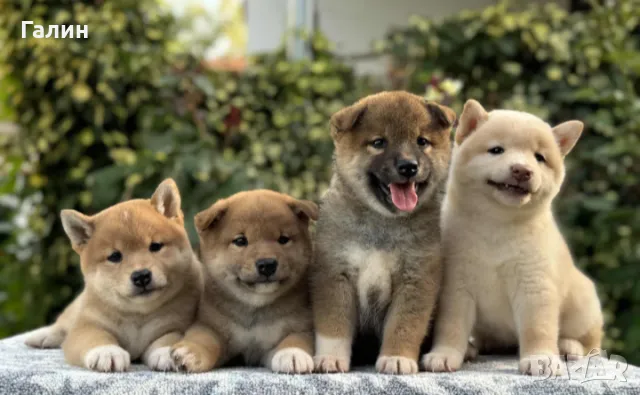 Шиба ину, снимка 2 - Шиба ину - 47371868