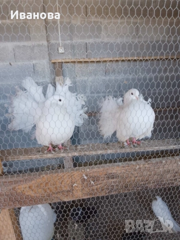 Гълъби декорация и д-р, снимка 17 - Гълъби - 52317736