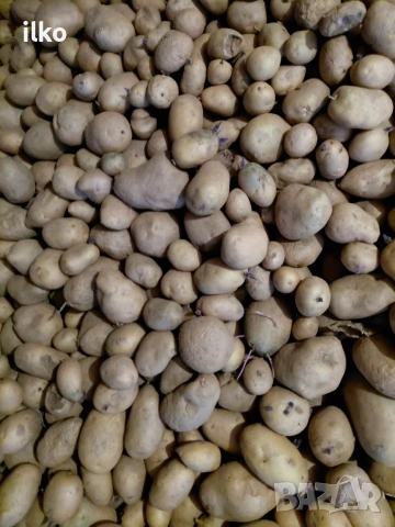 продавам картофи 