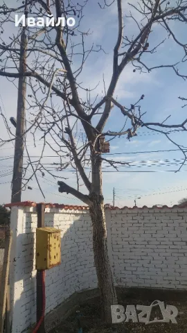 Орех за рязане, снимка 2 - Други стоки за дома - 49235697