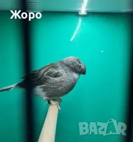 Продавам канари, снимка 5 - Канари - 48303441