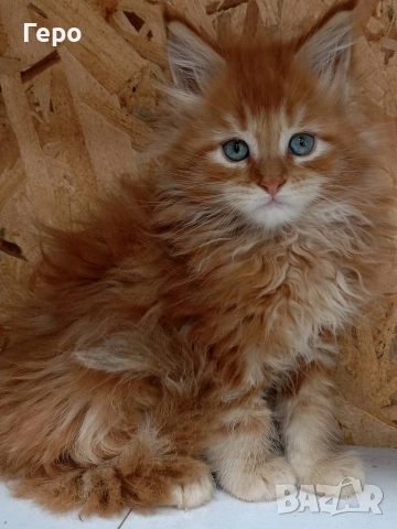 Мейн Куун , снимка 4 - Мейн кун - 52582888