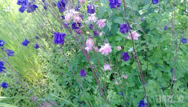 камбанки, снимка 2 - Разсади - 49673367