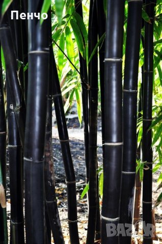 100 бр бамбукови семена от черен бамбук Black Bamboo растение декорация за двора и градината, снимка 4 - Стайни растения - 28091310