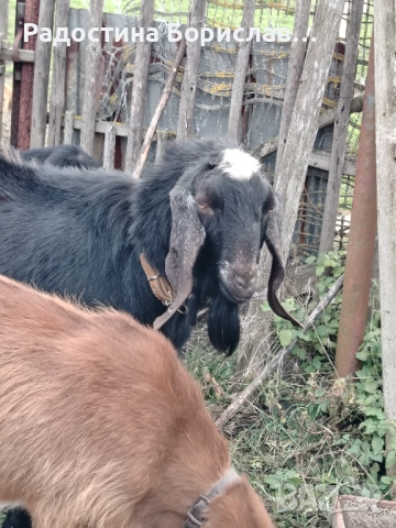 англо-нубийски козел , снимка 3 - Кози - 52746857