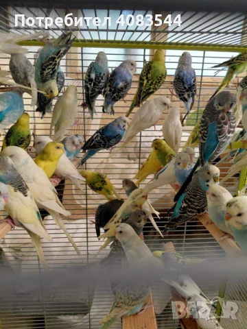 Вълнисти папагали, снимка 3 - Папагали - 48100693