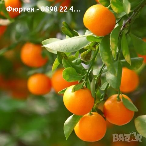 Мандарина – фиданка