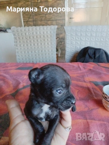 Пинчер, снимка 8 - Пинчер - 53447224