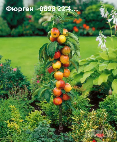 Мини Дръвчета Облагородени и Студоустойчиви, снимка 5 - Разсади - 49334670