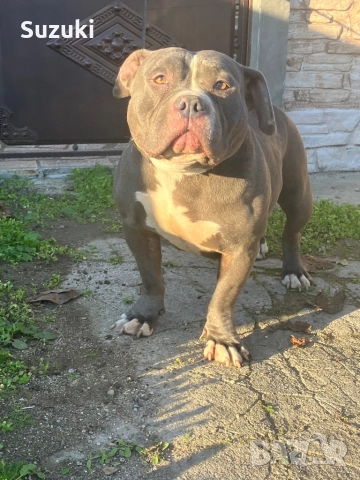 Женско американско були покет 