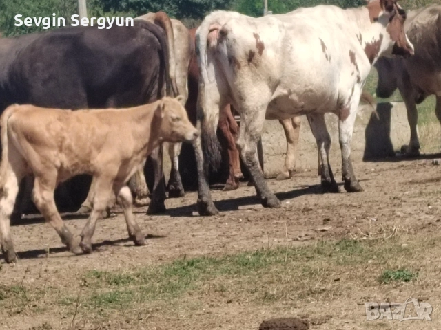 продавам месо обл. Шумен тел. 0897544628, снимка 2 - Крави - 52324871