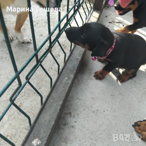 Ягдтериер - женско, снимка 1