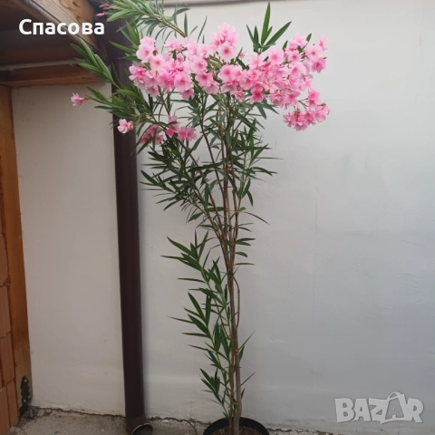 Зокум /лян /олиандър, снимка 1