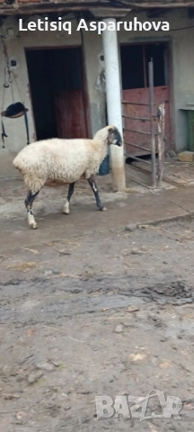 Продавам редовна овца, снимка 3 - Овце - 52580969