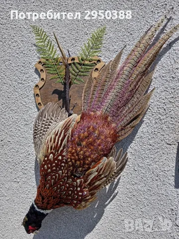 Препариран мъжки фазан 