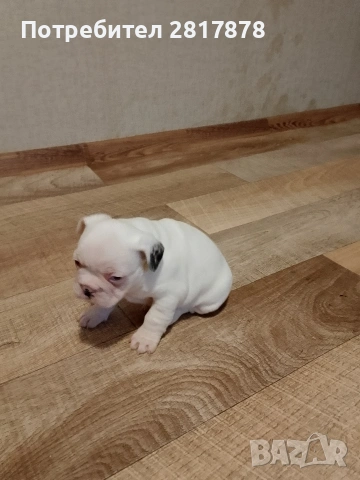 продават се , снимка 3 - Пинчер - 53346872