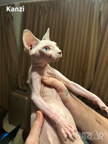 Сфинкс Sphynx, снимка 4 - Сфинксове - 52901293