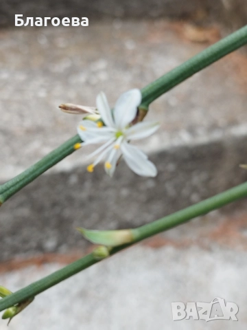 Алиум бял / Alium triquetrum, снимка 5 - Разсади - 48237854