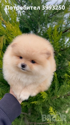 Мини померан момче