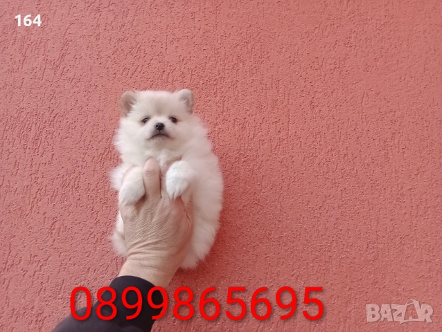 Женски Померан. Реални снимки от 18.02.26 г., снимка 3 - Померан - 53485725