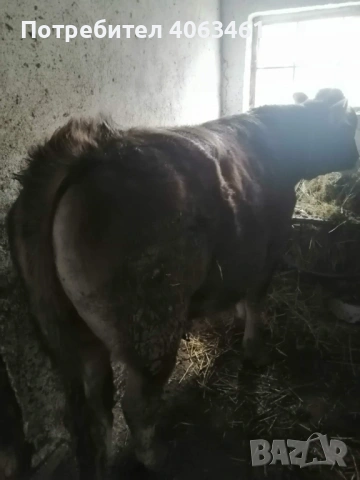 Продавам теле , снимка 2 - Крави - 53304308