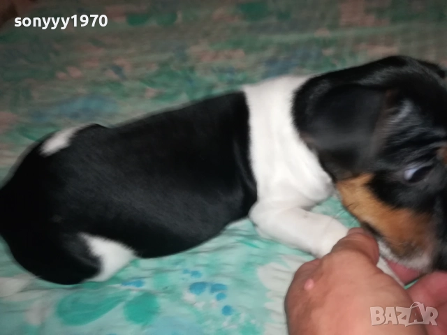 ЖЕНСКО ДЖАКЧЕ НА 90 ДЕНА 2011251700, снимка 13 - Джак ръсел териер - 52482164