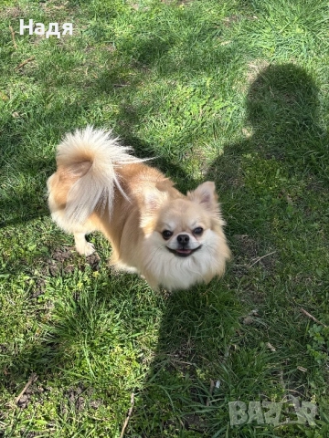 Мъжко чихуа на 2г., снимка 2 - Чихуахуа - 52587433