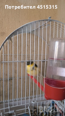 Male Canary Gloster