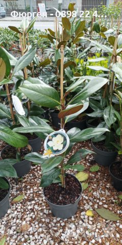 Вечно зелена студоустоичивa Магнолия Грандифлора, снимка 7 - Градински цветя и растения - 28528443