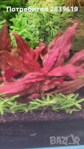 Аквариумни растения , снимка 2 - Други - 48767245