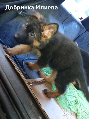 Немски овчарки , снимка 5 - Други - 52058168