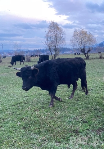 Телета и бикове