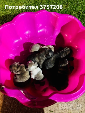 Френски булдог, снимка 6 - Френски булдог - 52565499