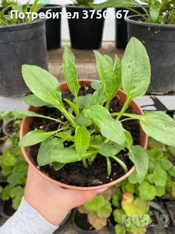 💜🧡🩷 Ехинацея / Echinacea 💜🧡🩷, снимка 7 - Градински цветя и растения - 49778110