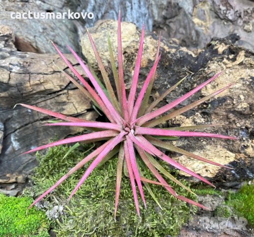 Tillandsia ionantha rood, снимка 1 - Стайни растения - 43941987