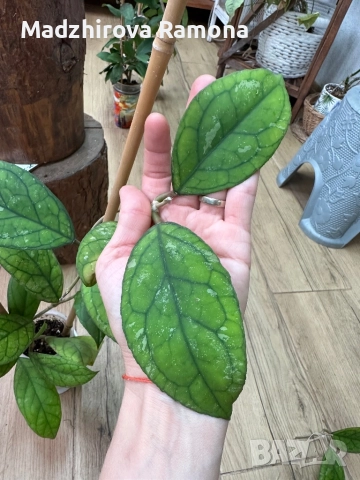 Hoya Irina , снимка 1